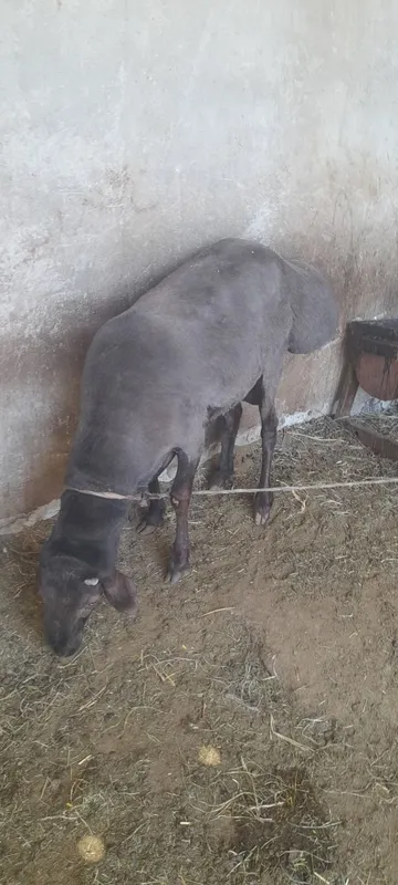 Qõchqor tagal barra 7