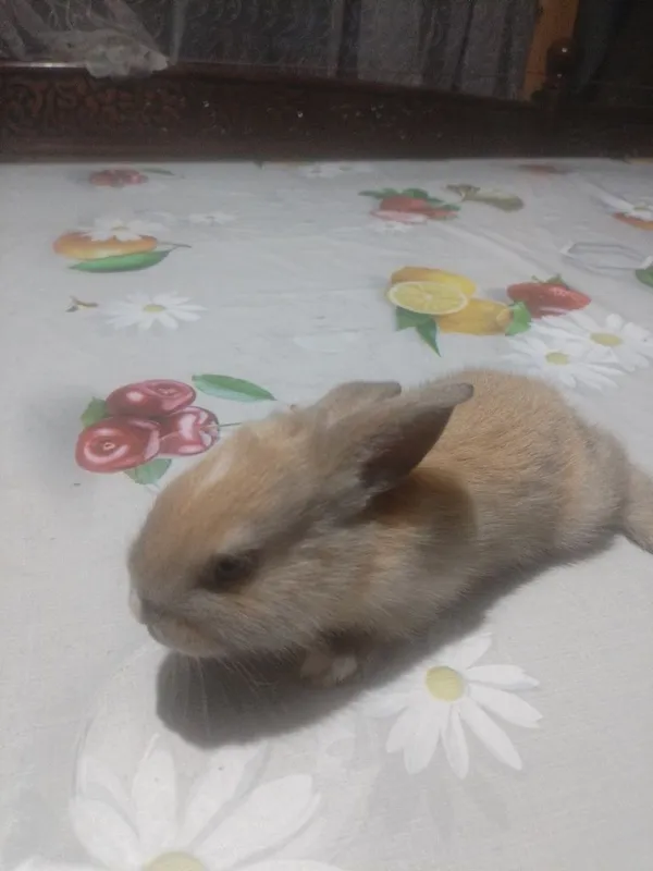 Srochni sotiladi