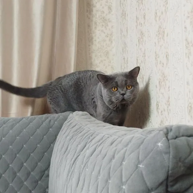 продается котёнок скоттиш страйт девочка — фото 3