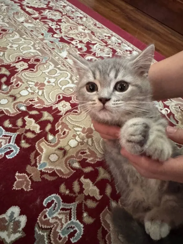 Sotiladi: Scottish Fold zotli mushuk va mushukcha 4