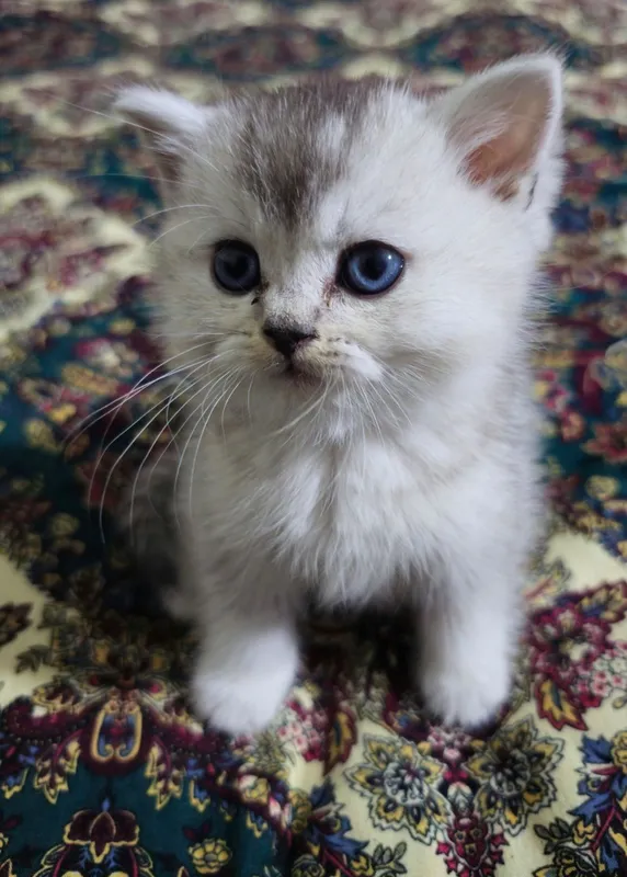 Котенок Скоттиш страйт и фолд серебристый шиншилла