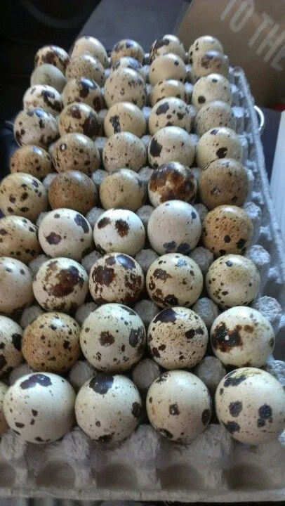 домашние перепелиные яйца 1
