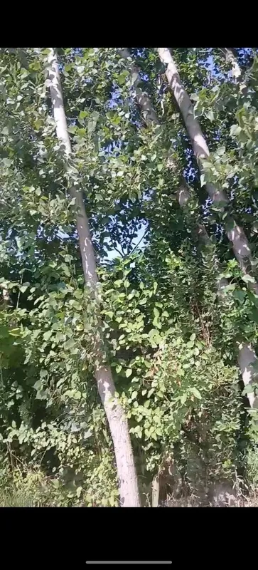 teraklar sotiladi 4 teraklar sotiladi 4