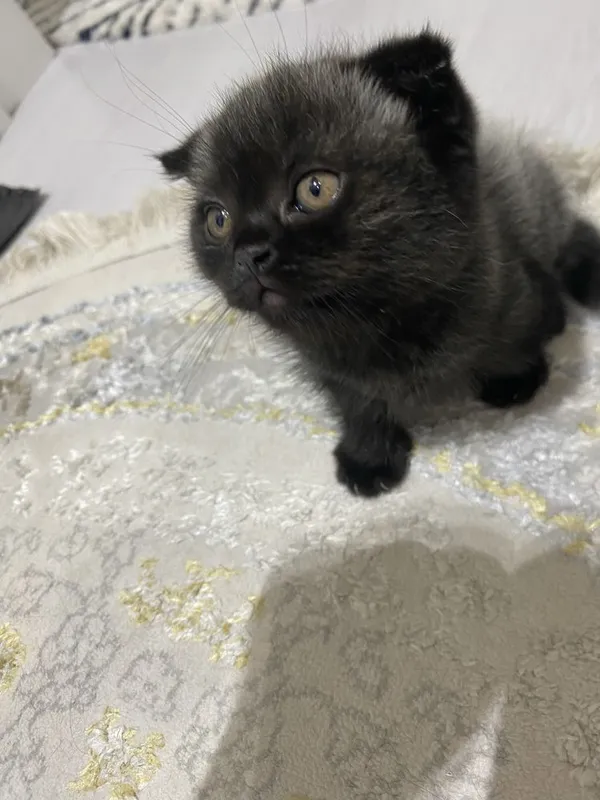 Продаюстя породистые котята — фото 3