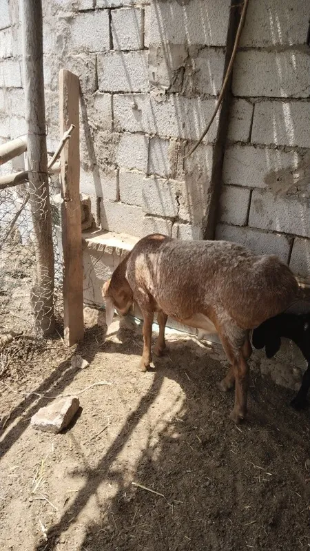 Juda zoʻr qoʻchqor lar hammasi yosh 2