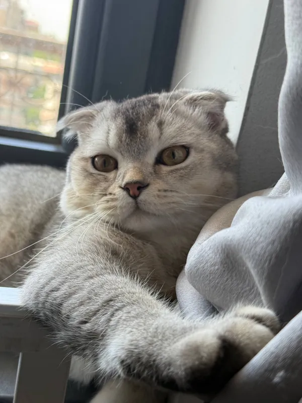 Srochna sotladi Scottish Fold 5