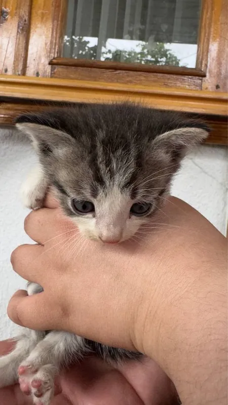 Котята отдам в хорошие руки
