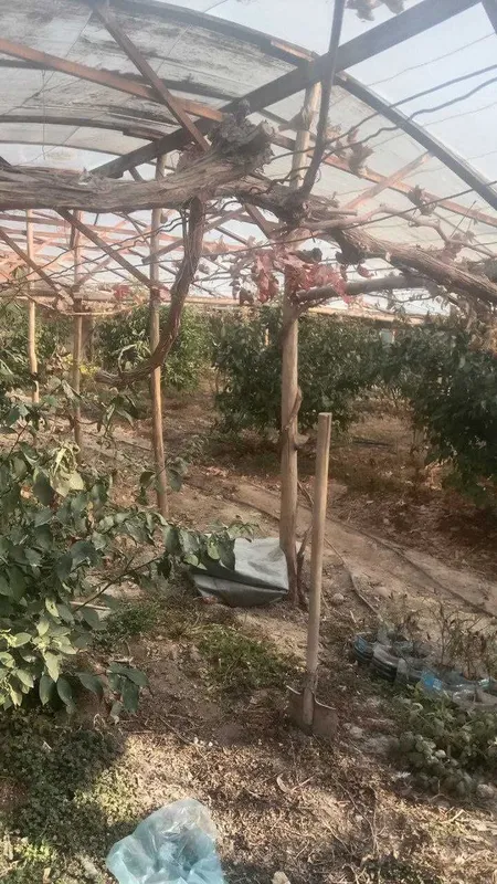 Lemon daraxti sotiladi hosilga kirgan tayor daraxti