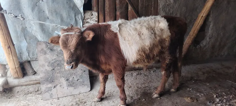 Бука а сотилади гибрид — фото 1