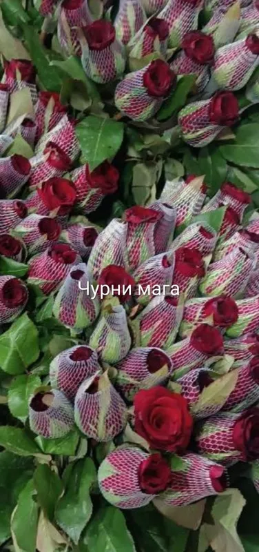 В продаже первые цветочные саженцы «Кул Дехкончилик» 6 В продаже первые цветочные саженцы «Кул Дехкончилик» 6
