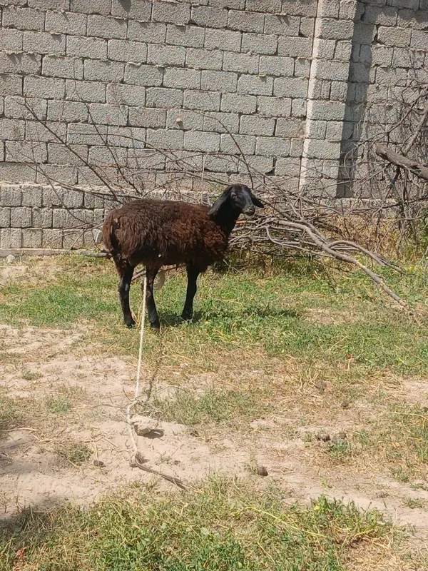 Qoy sotamiz kelishgan xolatda 1 Qoy sotamiz kelishgan xolatda 1