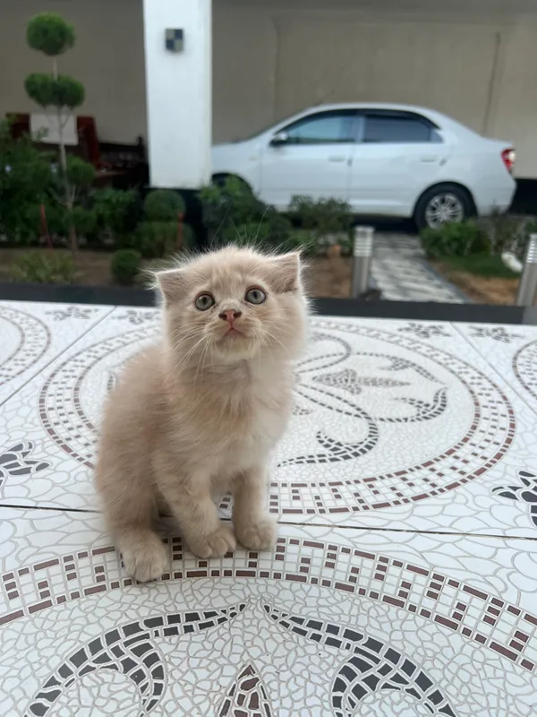 Кошка 3 Кошка 3