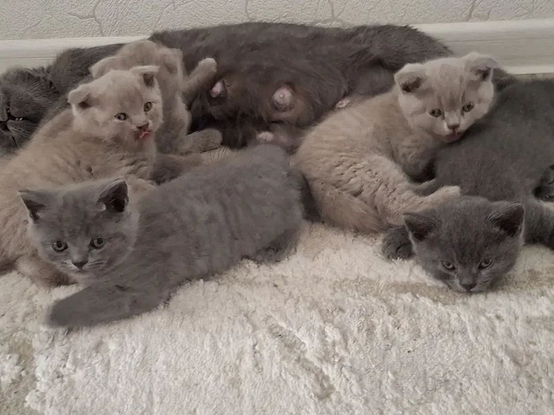 Продаются котята породестые.