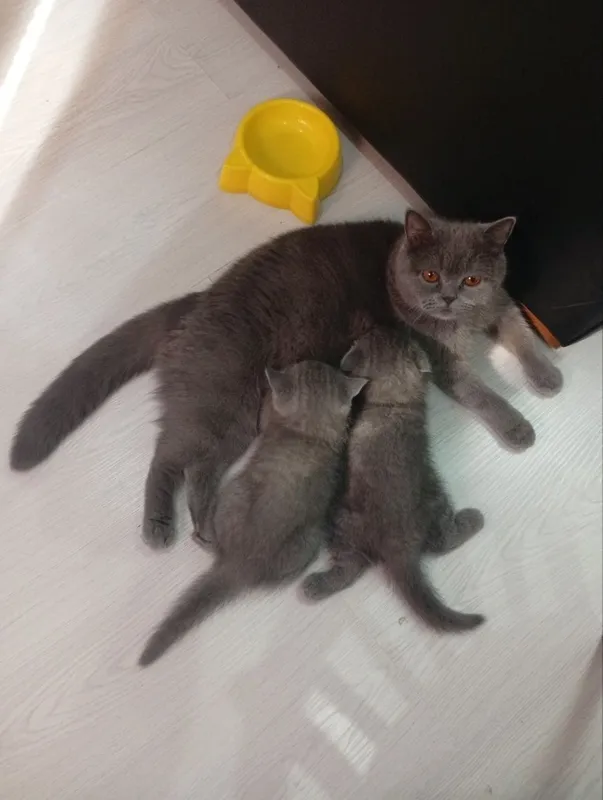 Scottish Fold va Scottish Straight mushukchalari va mushuk 2 Scottish Fold va Scottish Straight mushukchalari va mushuk 2