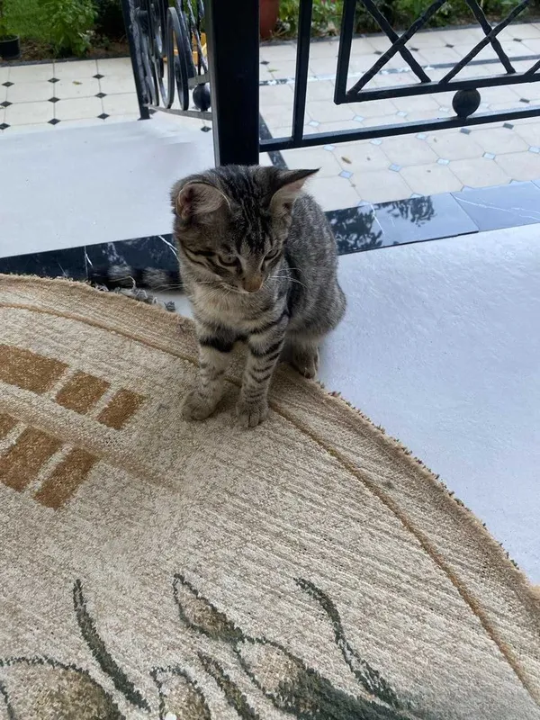 Домашний котёнок Домашний котёнок