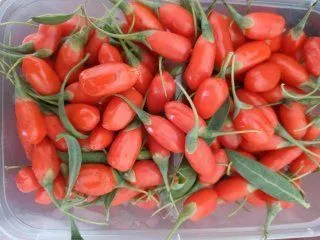 Гожи бутаси goji ko'chatlari — фото 1