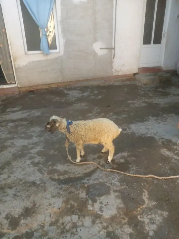 Shir boz q6chqorbarra sotiladi 4 Shir boz q6chqorbarra sotiladi 4