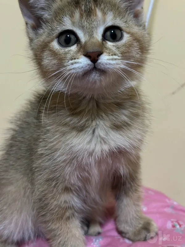Shinchilla mushukchasi sotiladi 3 Shinchilla mushukchasi sotiladi 3