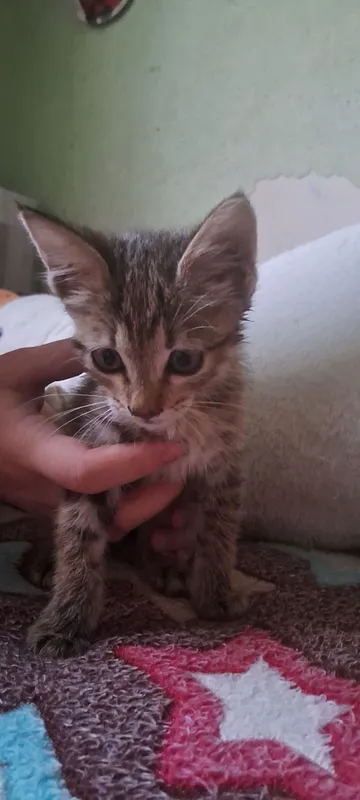 котёнок в подарок 2 котёнок в подарок 2