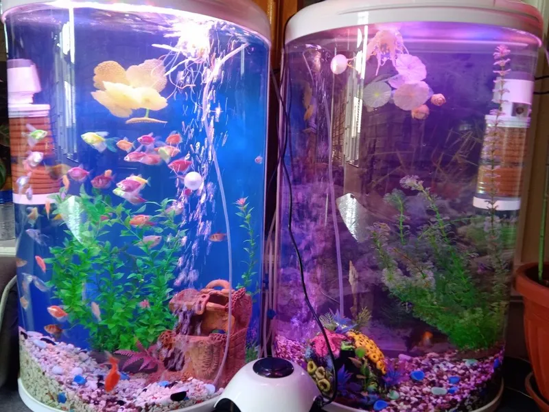 Akvarium va baliqlar bilan 8 Akvarium va baliqlar bilan 8