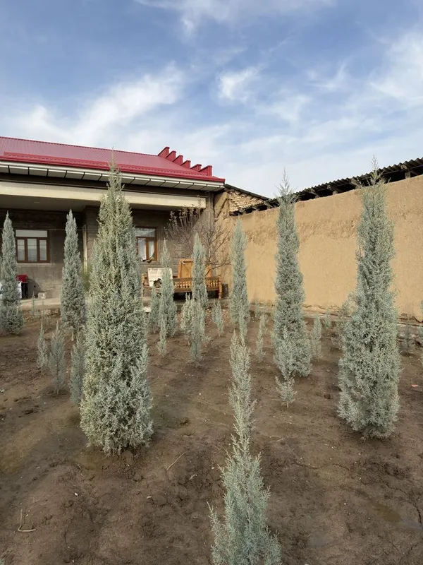 Arizonskiy kiparis argina italiya 2.50 dan 3 metrgacha — фото 2