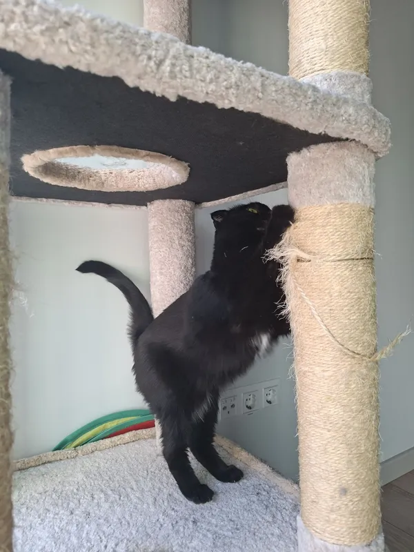 Кошка девочка кастрат скоттиш-фолд 4 Кошка девочка кастрат скоттиш-фолд 4