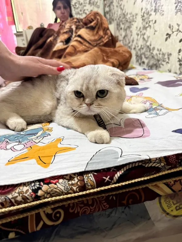 Продается породистая серебристая британская Шиншилла — фото 1
