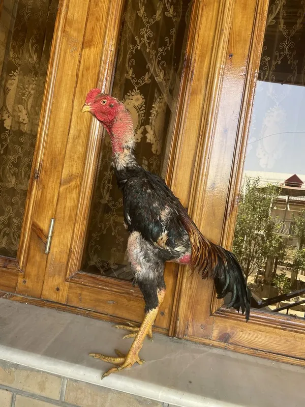 Dakan vesi 4,4 kg O Shamo zot — фото 1