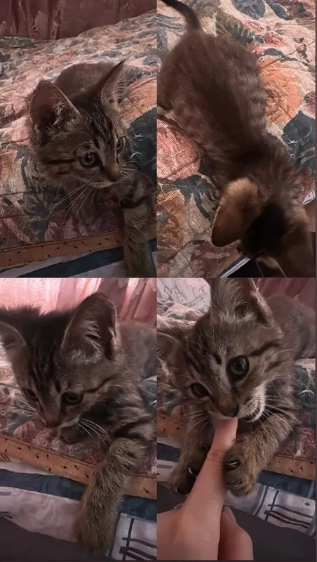 Котенок, 2-3месяца 1 Котенок, 2-3месяца 1