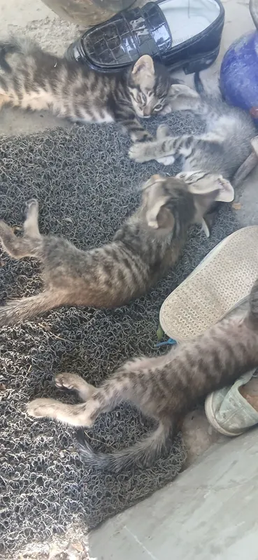 3 кошки за 1 сом 1 3 кошки за 1 сом 1