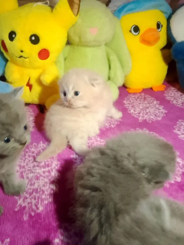 Preiuim mushukchalar sotiladi Scottish Fold — oppoq yoqi — фото 4