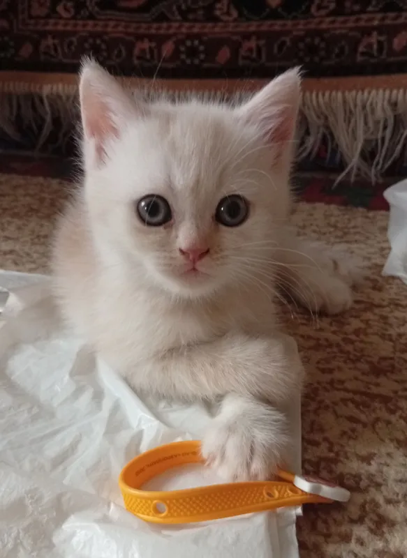 Британские котята.Акция!За двоих 700.000! — фото 3