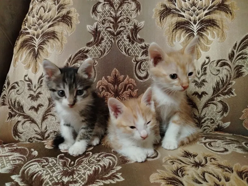 Отдам ДАРОМ замечательных котят 2 Отдам ДАРОМ замечательных котят 2
