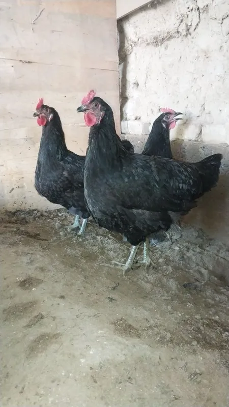 Tuxum qora shagzoda jersi tuxum 3
