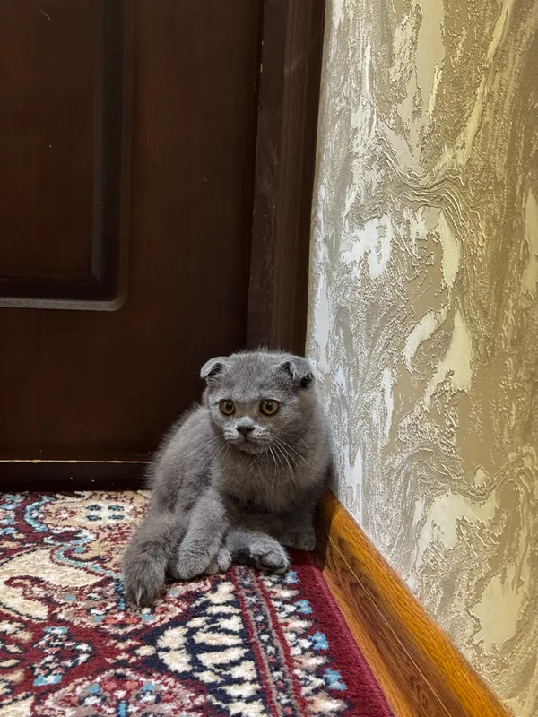 Scottish fold 1 ta erke 1 ta qiz 2