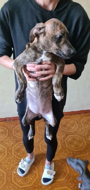 Pitbulteryer sotaman 4 Pitbulteryer sotaman 4
