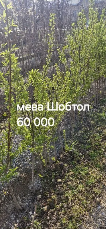 Дерево мева Шобтол (персик)