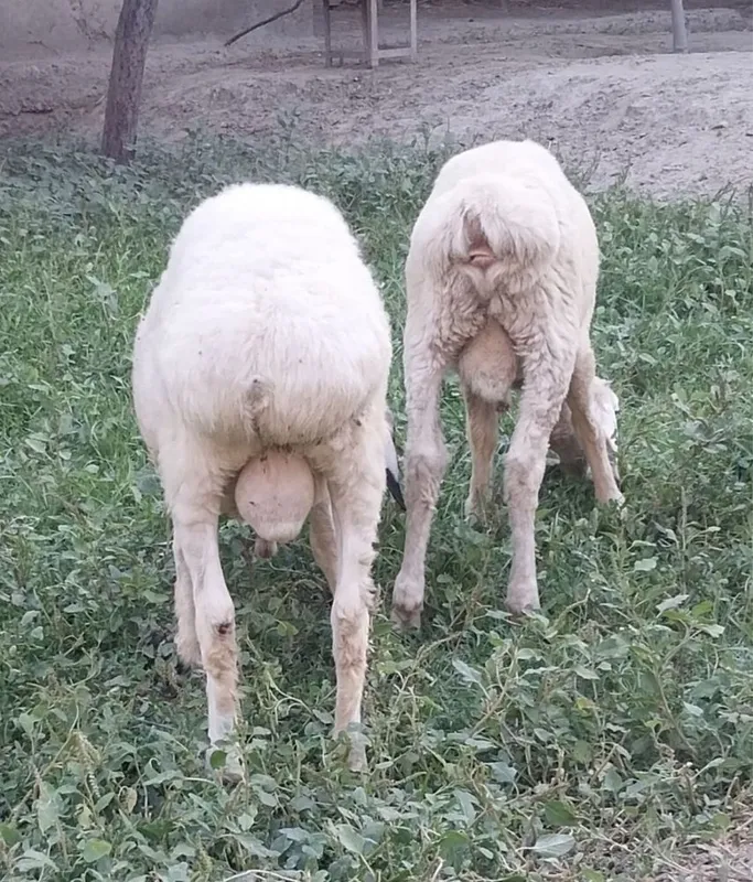 Эгиз кучкорлар сотилади. 5