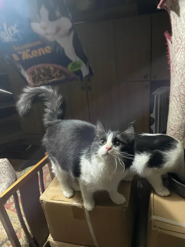 Домашние котята ищут себе новый дом — фото 2
