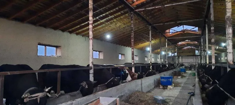Tayyor Biznes! Daromad Keltiruvchi Ferma Sotiladi! — фото 3