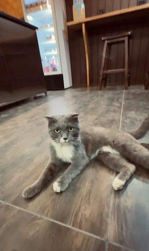 Породистый котик,Вислоухий серо-белого оттенка прирученный к лотку. 3 Породистый котик,Вислоухий серо-белого оттенка прирученный к лотку. 3