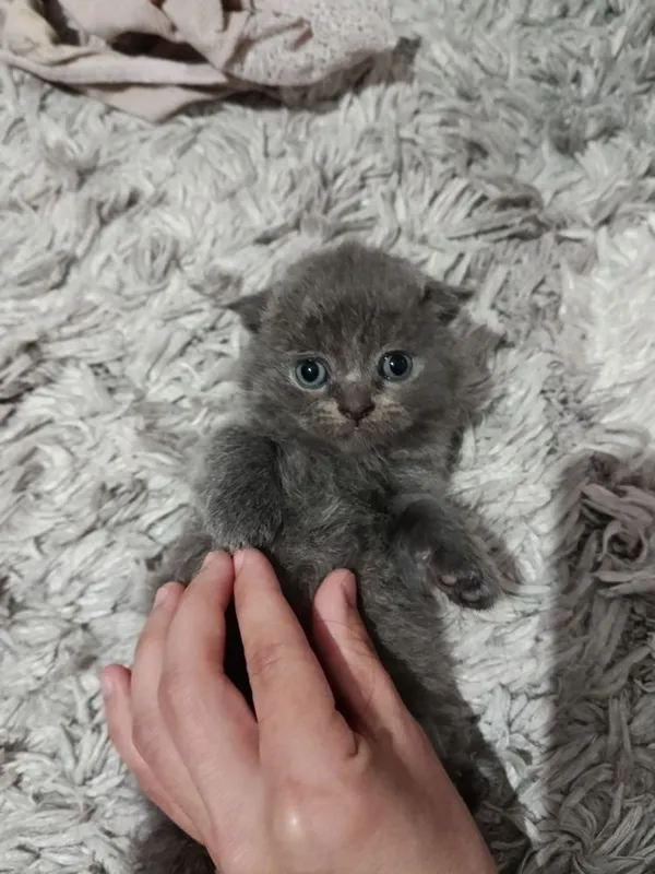 продаются шотландские вислоухие, scottish fold