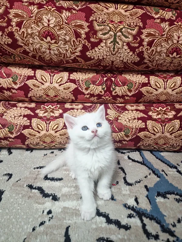 Продаётся породистые катёнки ,скоттиш фолд и страйт — фото 1