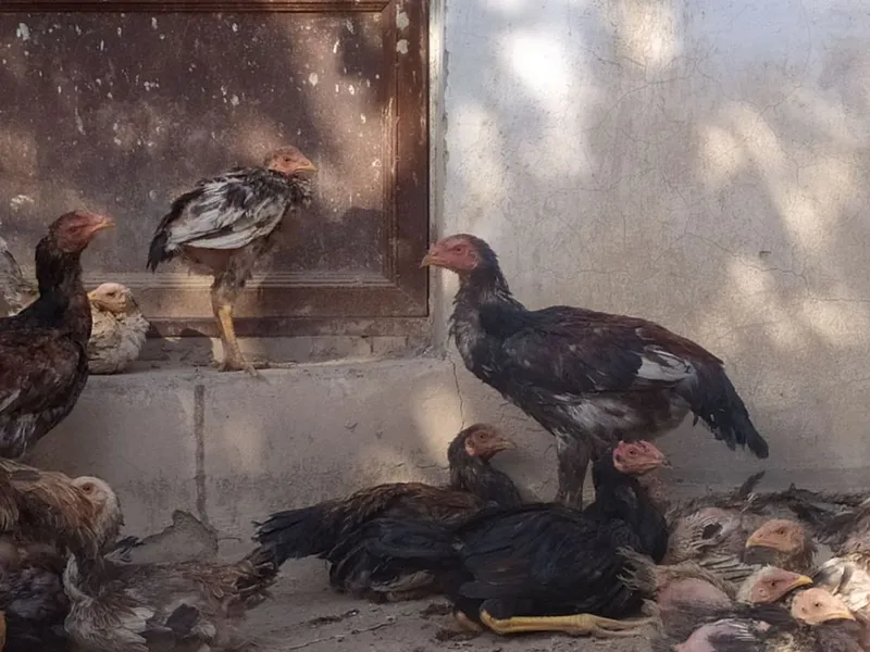 Dakang Xorozlar sotiladi