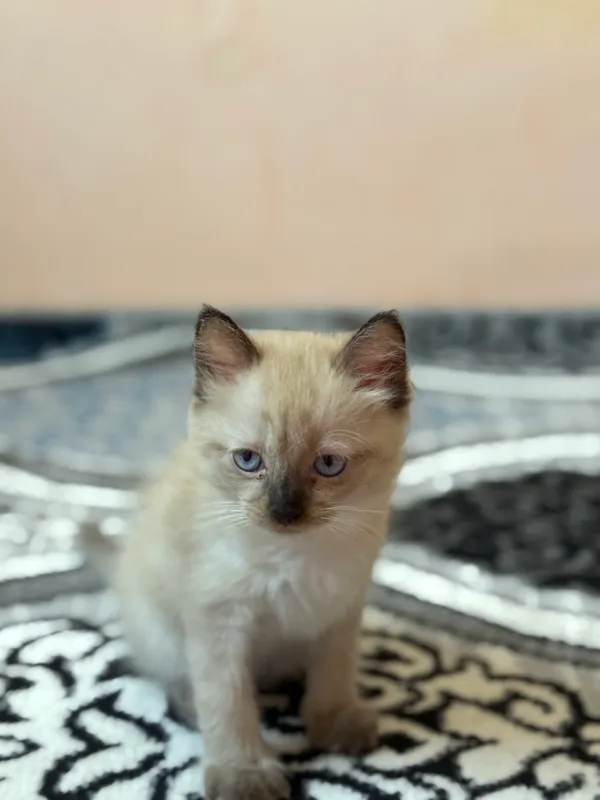 Сиямская кошка 3