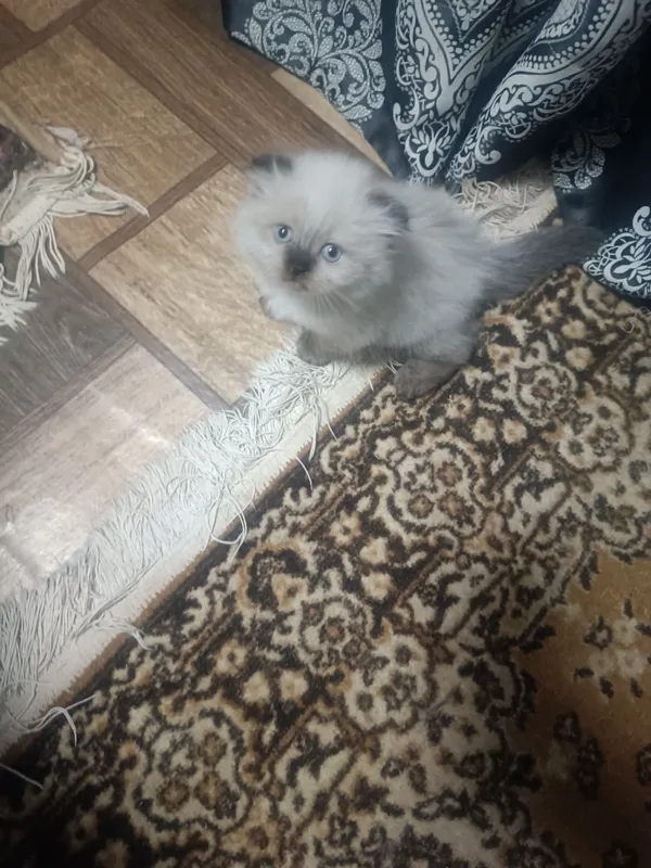 Продам котенка породистые — фото 1