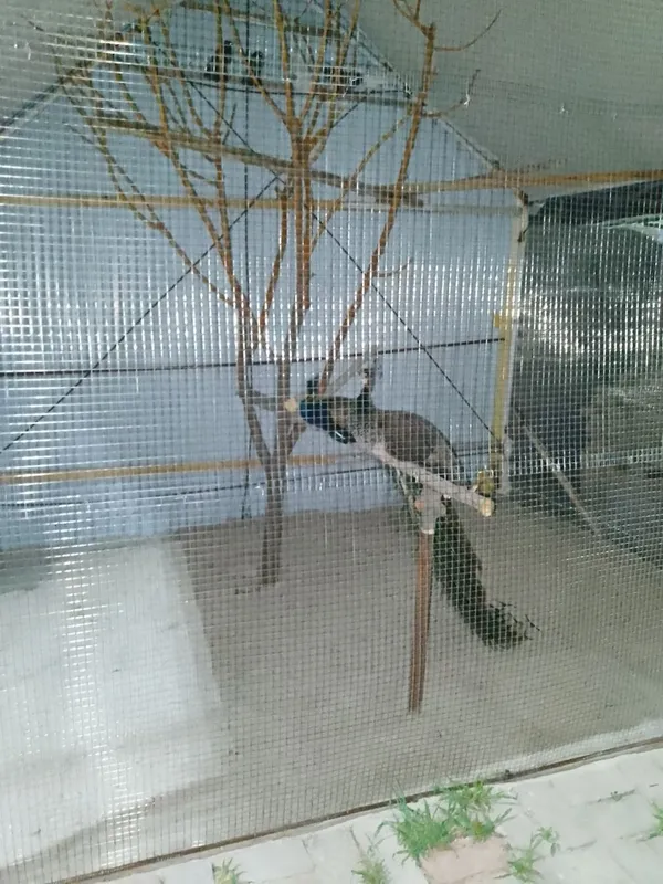 Dacha yangi hayot 9