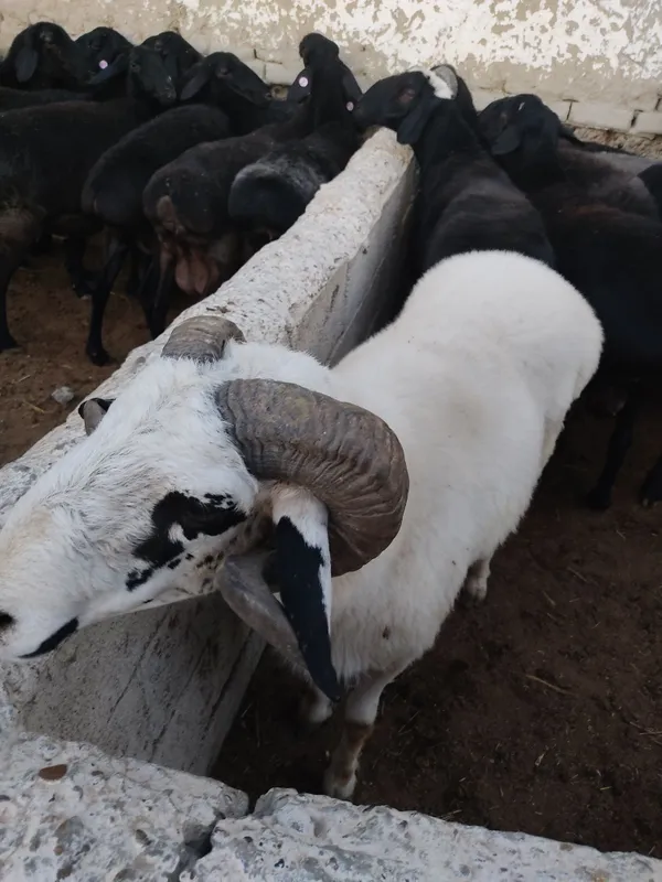 Boqilgan Qoʻchqorlar Qurbonlikka tayyor! 65kg-120kg gacha