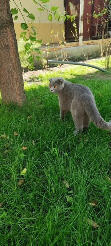 Scottish Fold mushuk — фото 3