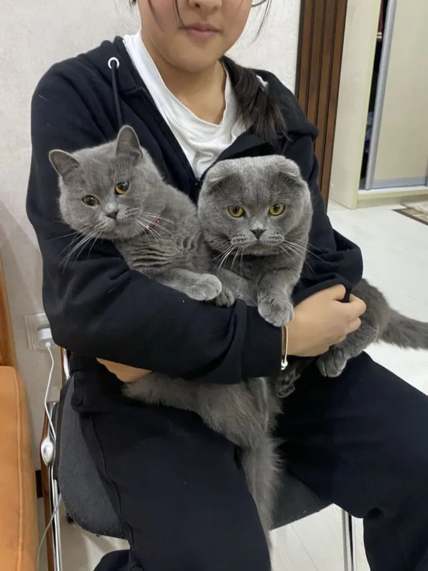 Котята читокровные скотиш страйт свои, только в добрые руки 2 Котята читокровные скотиш страйт свои, только в добрые руки 2
